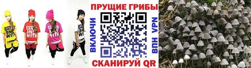 магазин Красный Холм Псилоцибиновые грибы Cubensis